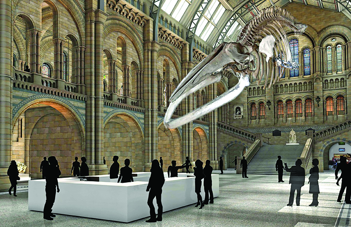 მუზეუმის ცენტრალურ დარბაზს ცისფერი ვეშაპის 4,5-ტონიანი ნამდვილი ჩონჩხი დაიკავებს
