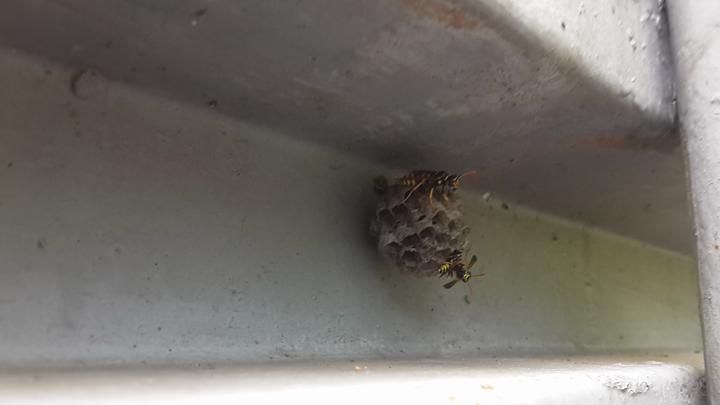 კრაზანის ბუდე