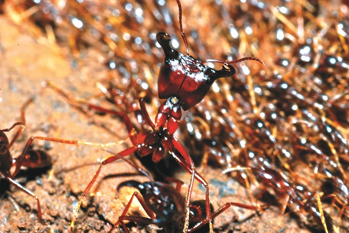 მეომარი ჭიანჭველა მუშა ჭიანჭველების ფონზე 