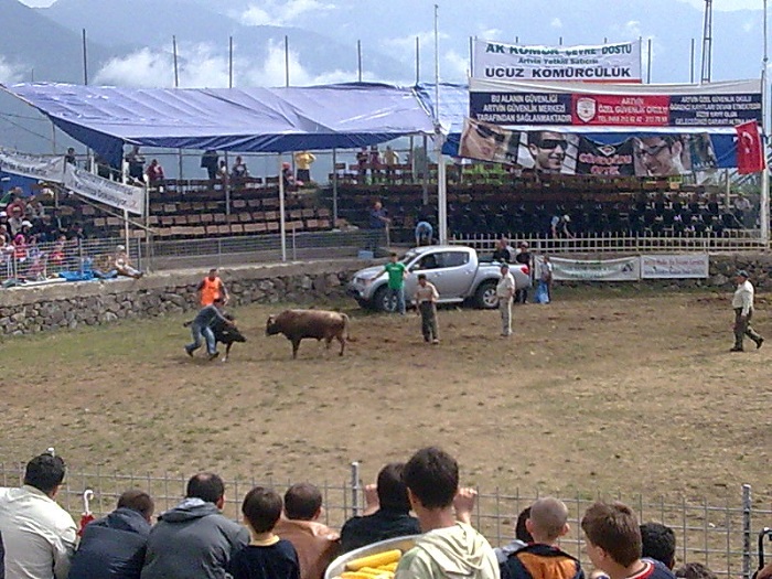 ხარების ორთაბრძოლა ქართულად